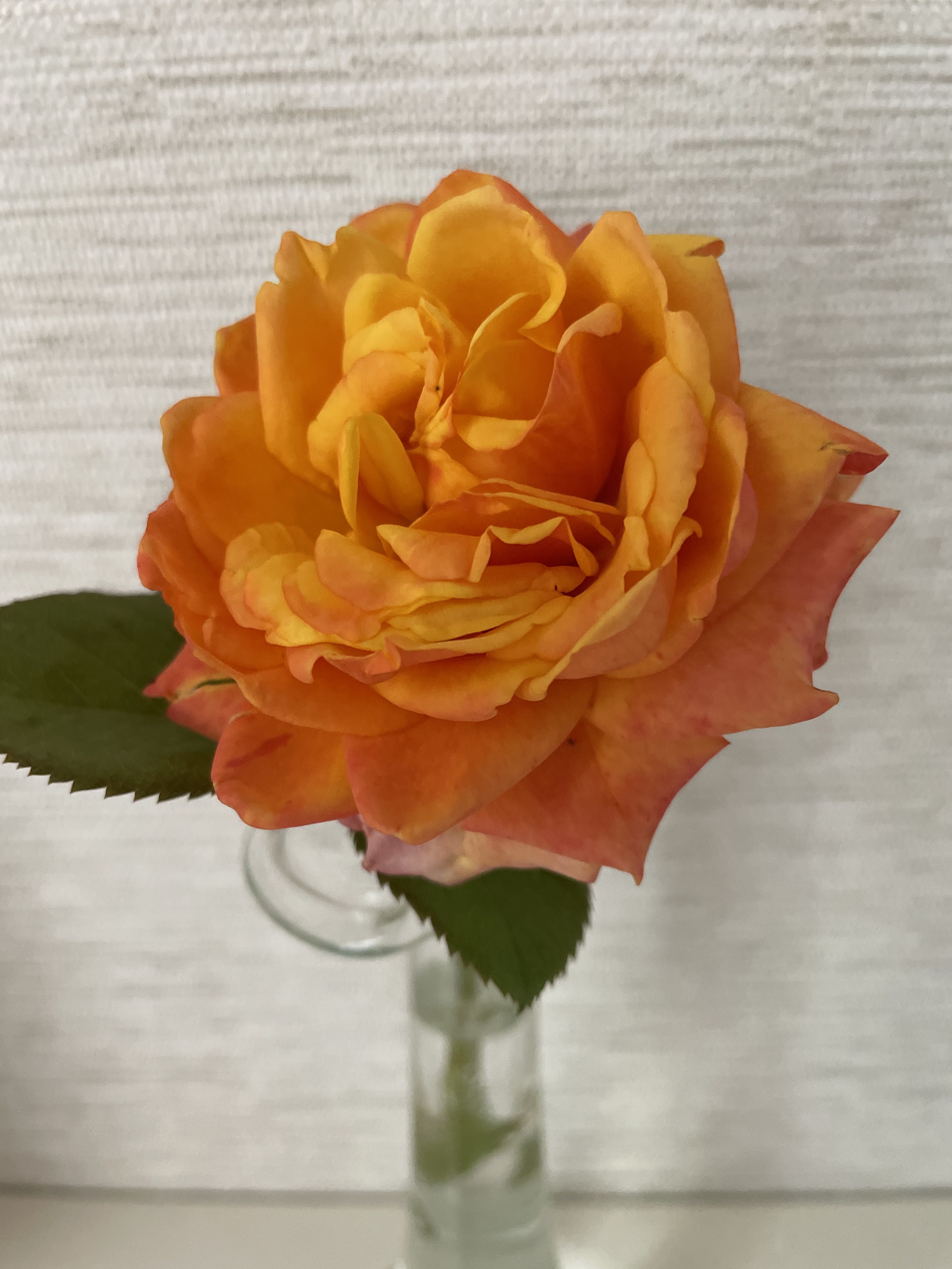 Фотография покупателя товара Саженец розы Черри Бренди,  Весна 2024, 1 шт.