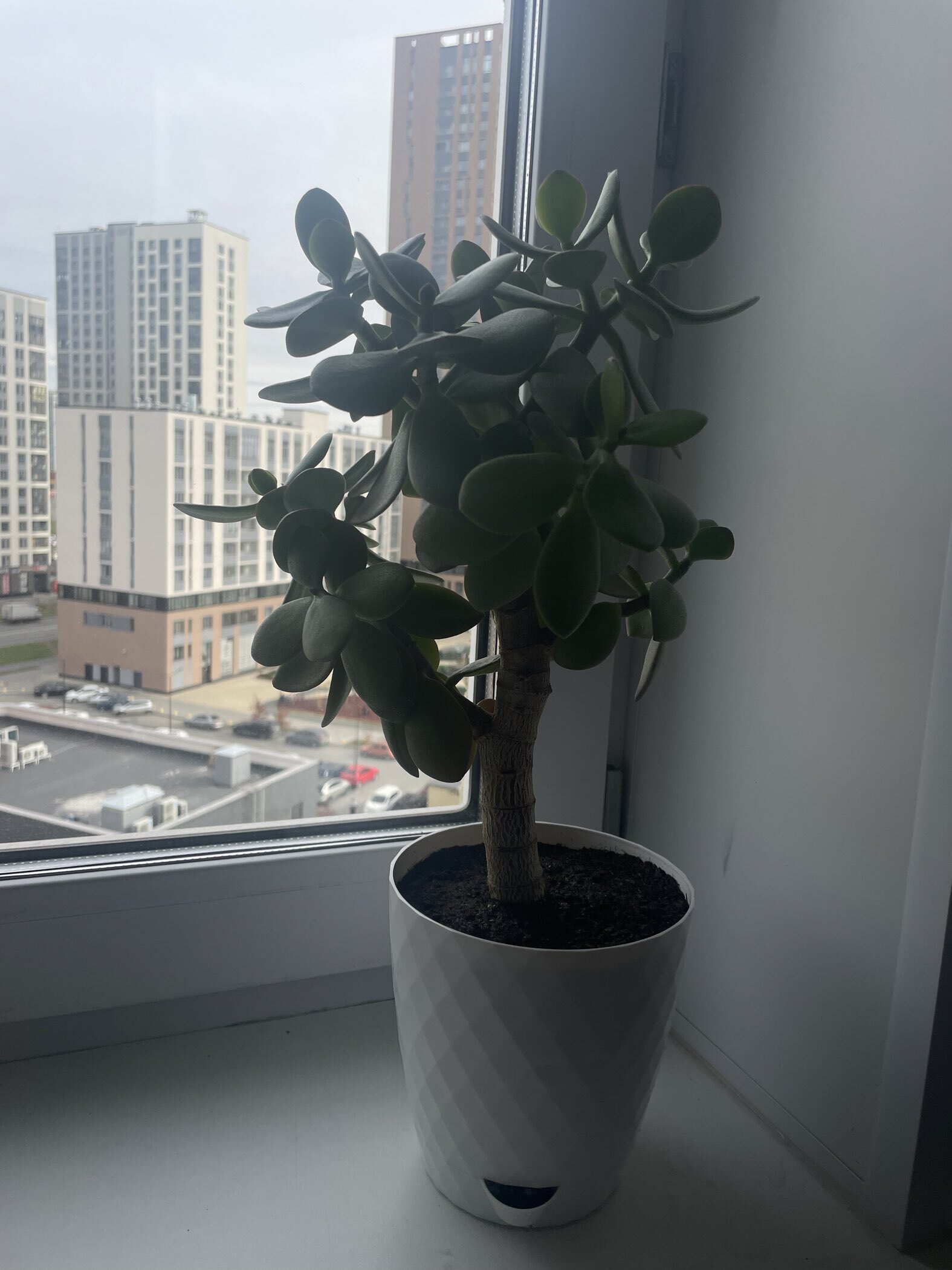 Фотография покупателя товара Горшок для цветов, с прикорневым поливом «Румба», 1.5 л, d=14 см, h=14.5 см, пластик, с поддоном, цвет мокко - Фото 9