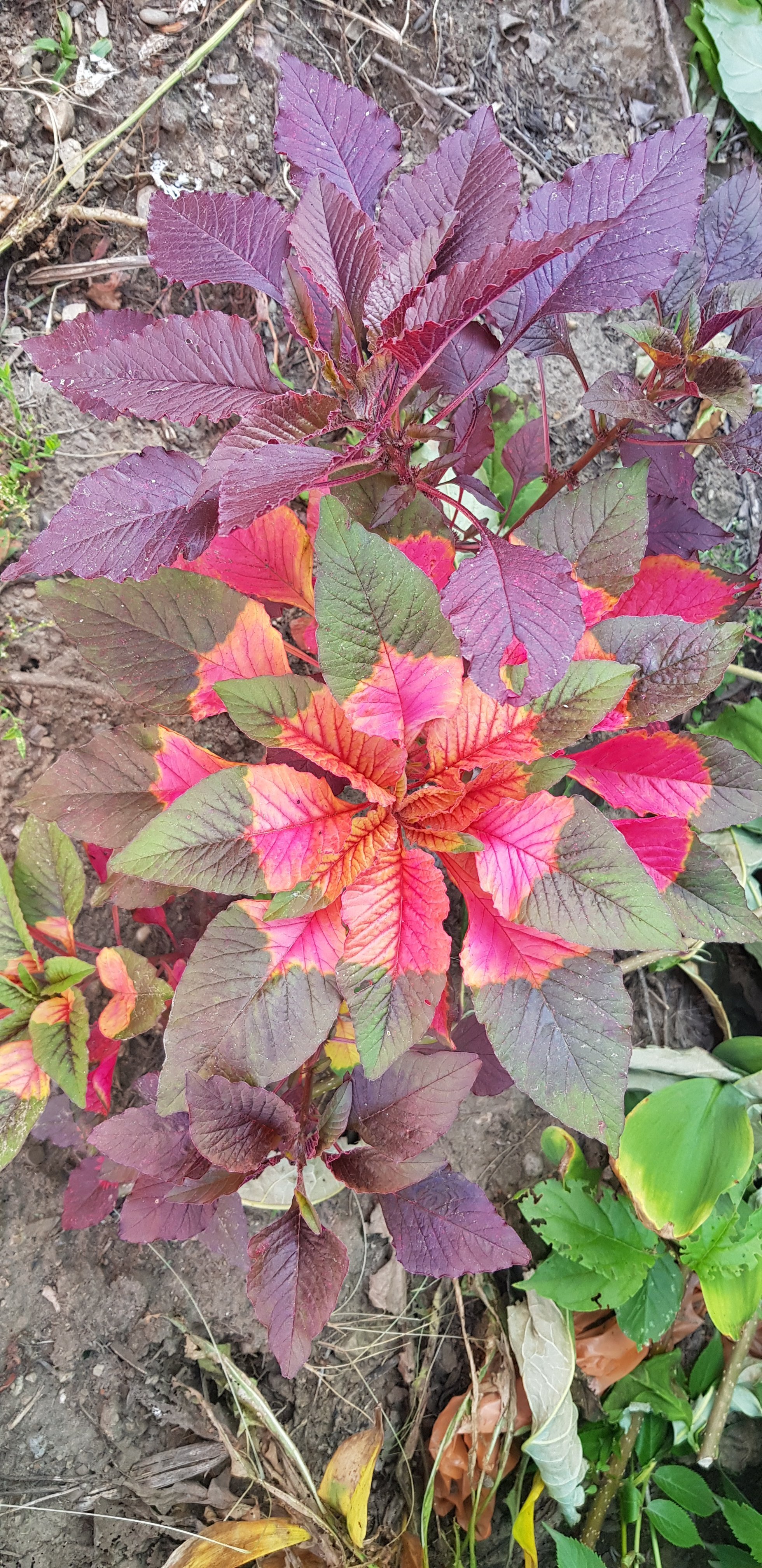 Фотография покупателя товара Семена цветов Амарант трехцветный "Бразильский карнавал", 0,1 г - Фото 1