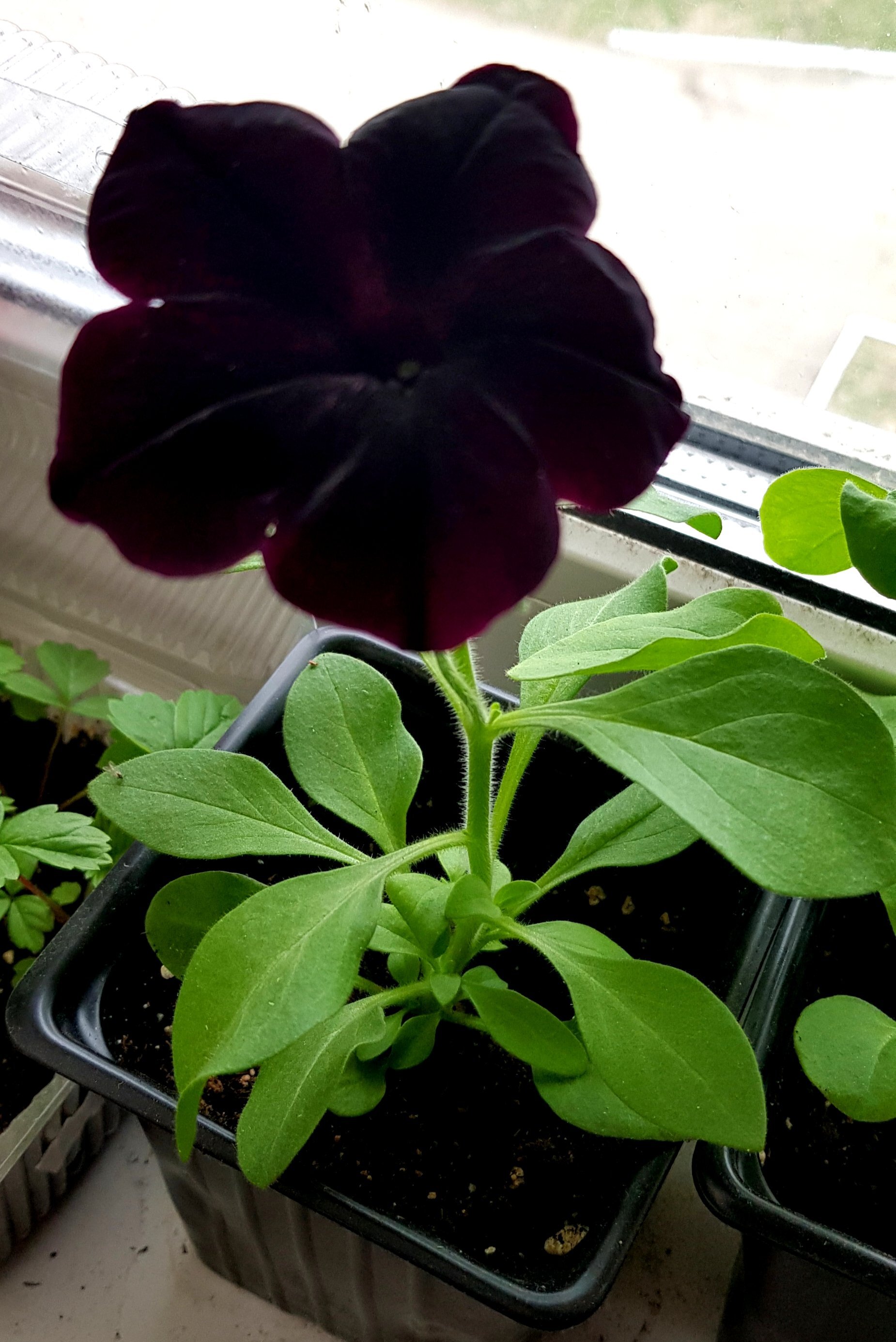 Фотография покупателя товара Семена цветов Петуния "Черная вишня" F1 многоцветковая, О, гранулы, пробирка, ц/п,4 шт. - Фото 12