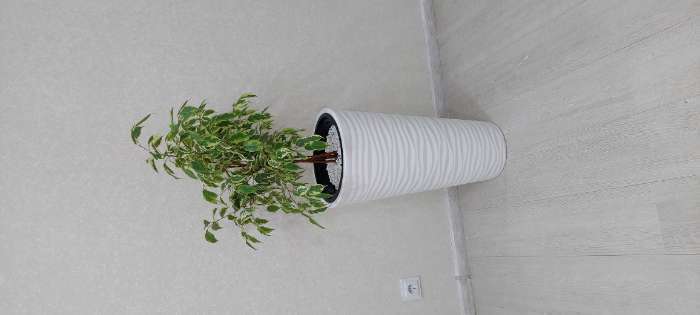 Фотография покупателя товара Кашпо для цветов со вставкой «Оазис», 43 л (10 л), пластик, белое - Фото 13