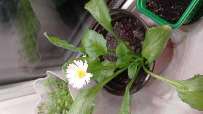 Фотография покупателя товара Семена Маргаритка "Бам-бам", ц/п,  красная, 7 шт - Фото 2