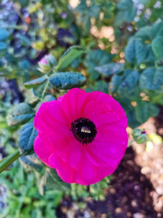 Фотография покупателя товара Анемона «Де Каен смесь», многолетник, луковица, р-р 6/7, 10 шт. - Фото 33