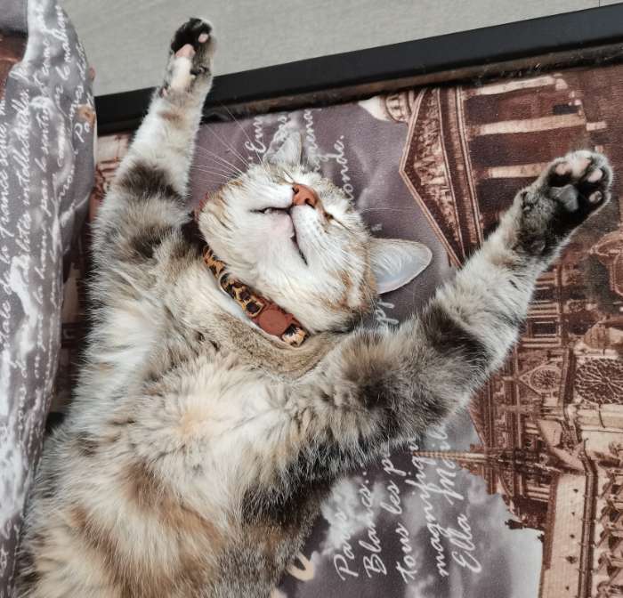 Фотография покупателя товара Ошейник кошачий с пряжкой в форме кошки, 26×1 см, бежевый - Фото 1