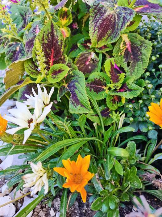 Фотография покупателя товара Семена цветов колеус «Оригинальный», смесь, 0.03 г - Фото 3