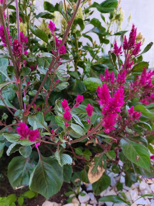 Фотография покупателя товара Семена цветов Целозия Перистая смесь 0,1 г - Фото 1