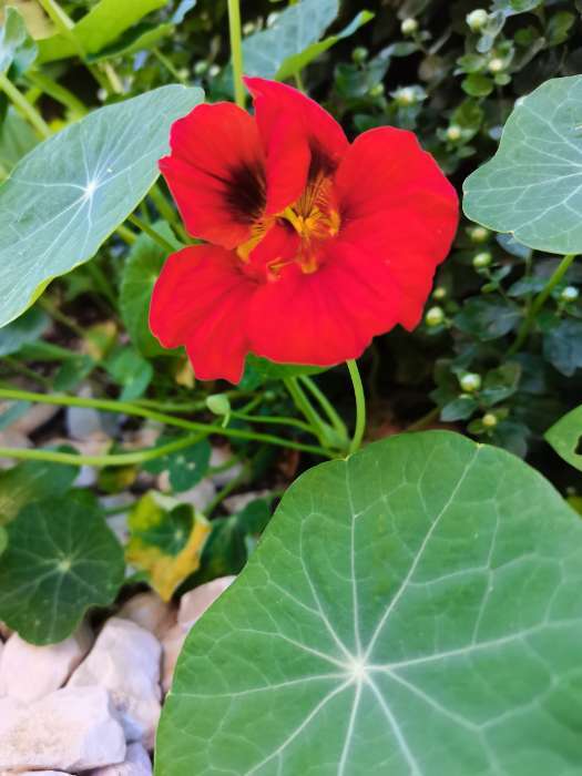 Фотография покупателя товара Семена цветов Настурция "Девичья краса", ц/п, смесь, О, 1 г серия ХИТ х3 - Фото 1