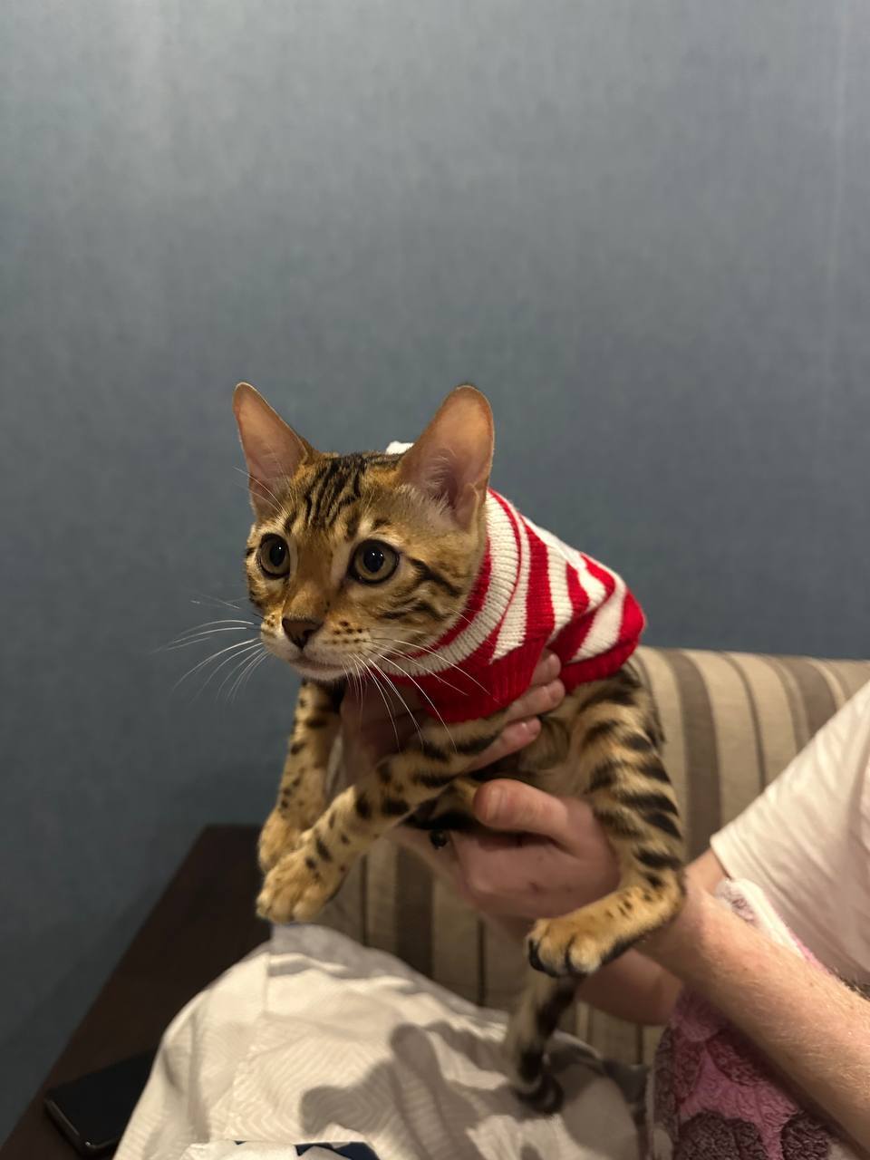 Фотография покупателя товара Свитер для собак «Санта», размер 2XL (ДС 41, ОШ 41, ОГ 36-60 см) - Фото 1