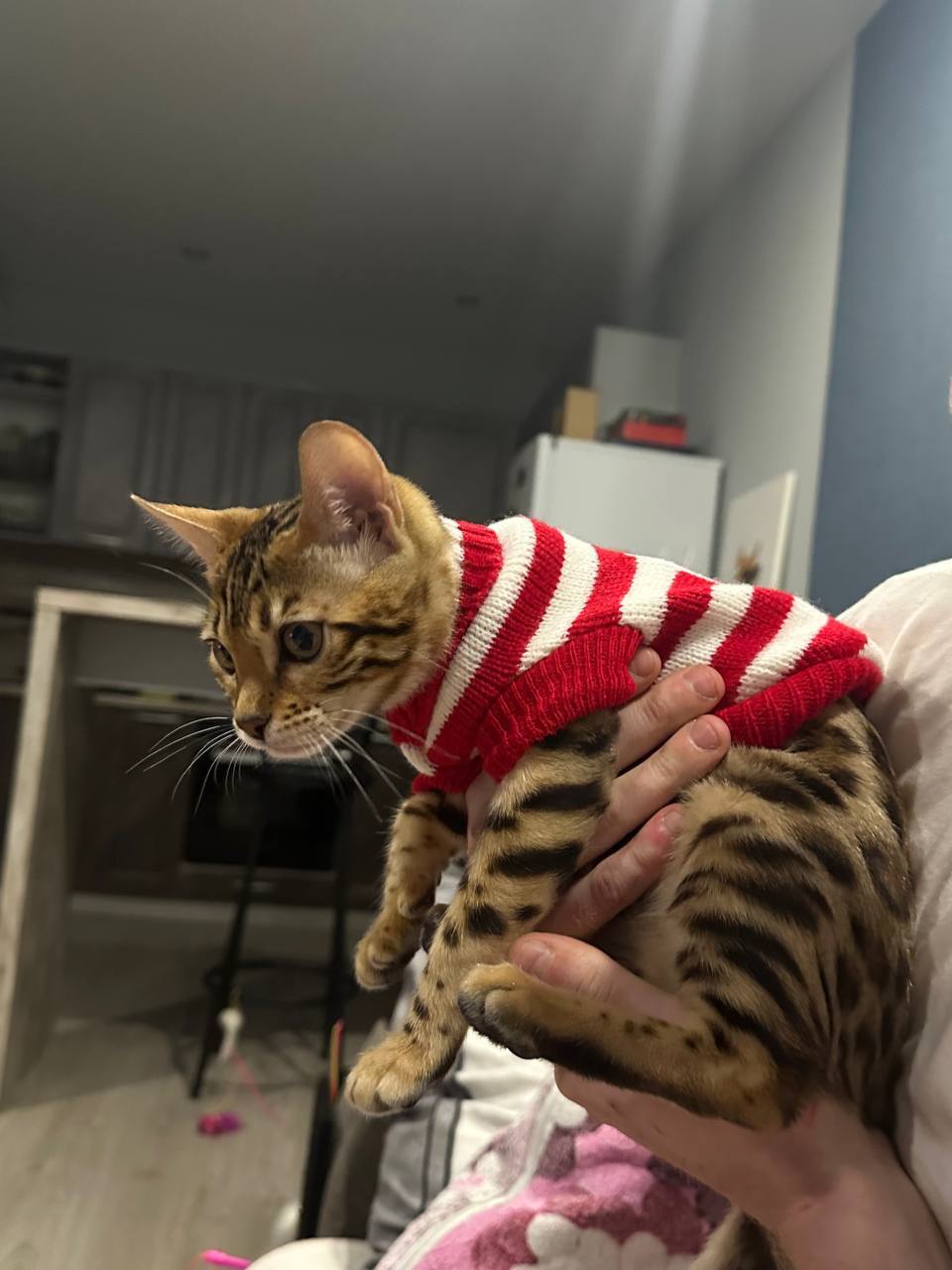 Фотография покупателя товара Свитер для собак «Санта», размер 2XL (ДС 41, ОШ 41, ОГ 36-60 см) - Фото 2