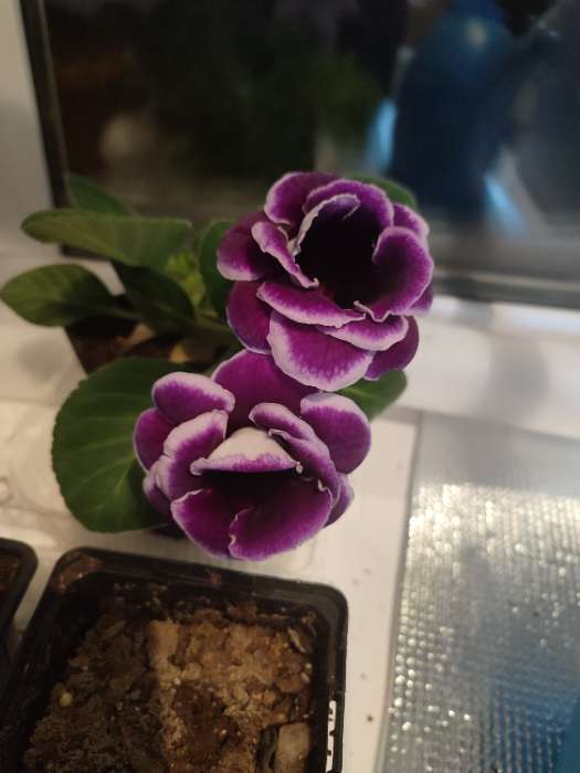 Фотография покупателя товара Семена цветов Глоксиния "Брокада синяя с белым", ц/п,  F1, 4 шт. - Фото 2