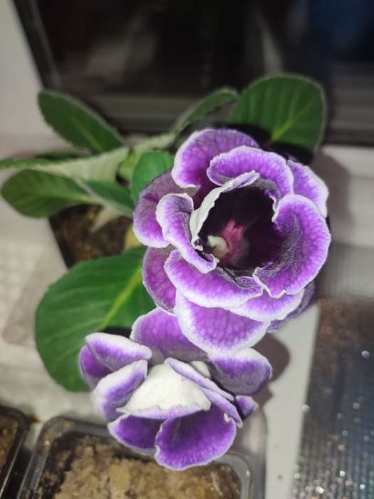 Фотография покупателя товара Семена цветов Глоксиния "Брокада синяя с белым", ц/п,  F1, 4 шт. - Фото 3