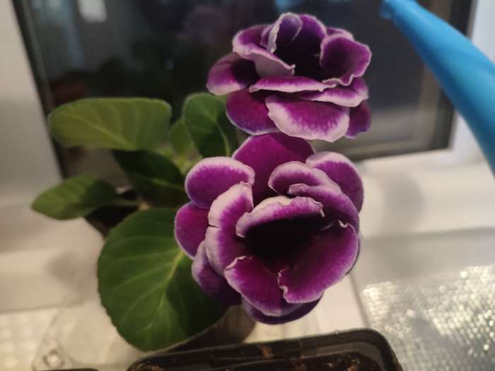 Фотография покупателя товара Семена цветов Глоксиния "Брокада синяя с белым", ц/п,  F1, 4 шт. - Фото 4