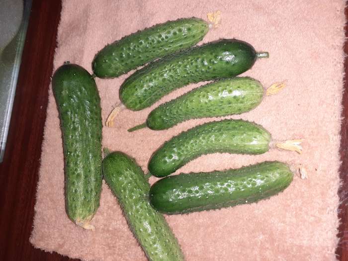 Фотография покупателя товара Семена Огурец "Любимец семьи F1", скороспелый, партенокарпический, 10 шт. - Фото 8