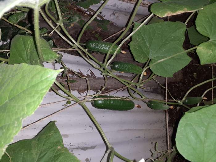 Фотография покупателя товара Семена Огурец "Любимец семьи F1", скороспелый, партенокарпический, 10 шт. - Фото 7