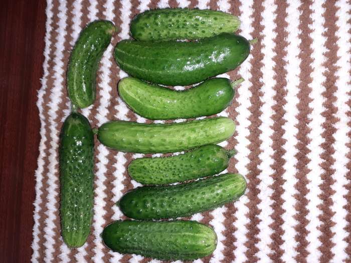 Фотография покупателя товара Семена Огурец "Любимец семьи F1", скороспелый, партенокарпический, 10 шт. - Фото 5