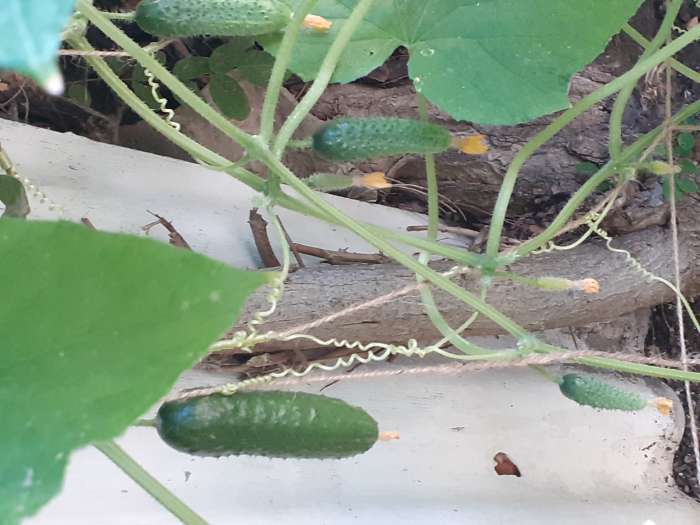 Фотография покупателя товара Семена Огурец "Любимец семьи F1", скороспелый, партенокарпический, 10 шт. - Фото 6