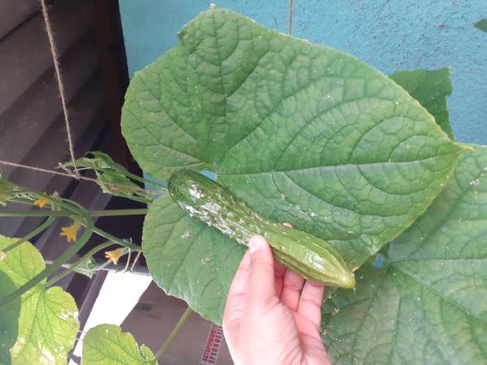 Фотография покупателя товара Семена Огурец Эстафета F1   Пч Ц/П 10шт - Фото 3