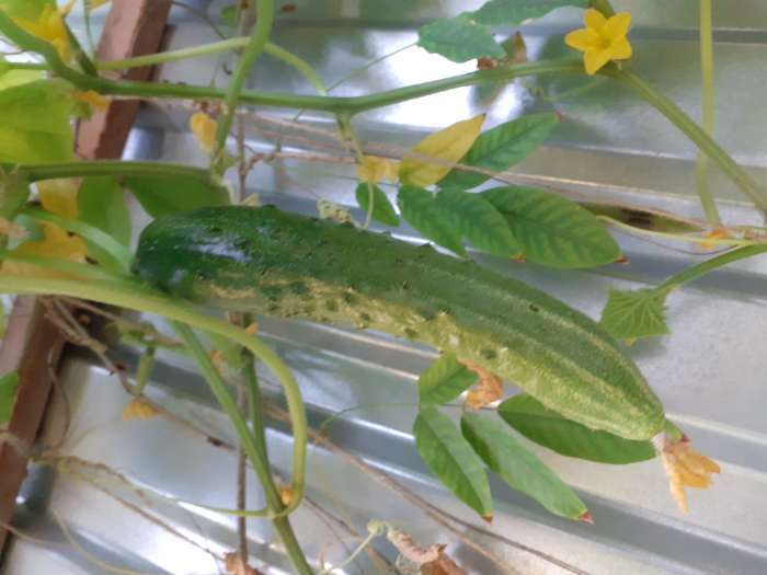 Фотография покупателя товара Семена Огурец Эстафета F1   Пч Ц/П 10шт - Фото 5