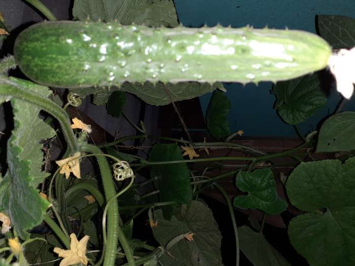 Фотография покупателя товара Семена Огурец Эстафета F1   Пч Ц/П 10шт - Фото 4