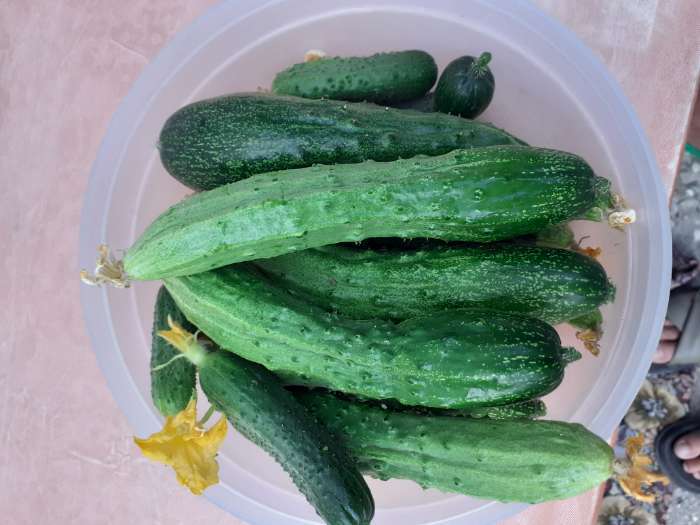 Фотография покупателя товара Семена Огурец Эстафета F1   Пч Ц/П 10шт - Фото 1