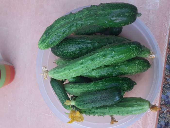 Фотография покупателя товара Семена Огурец Эстафета F1   Пч Ц/П 10шт - Фото 2