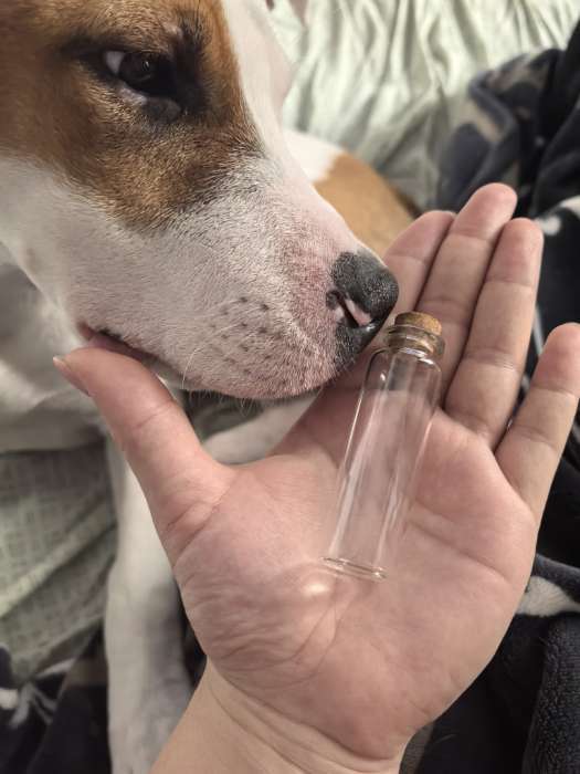 Фотография покупателя товара Набор баночек для хранения бисера, d=2.2×7 см, 6 шт., в контейнере, 14.5×8.5×3.5 см - Фото 2