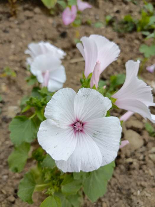 Фотография покупателя товара Семена цветов Лаватера "Садовая роза" смесь, серия Кольчуга, О, 0,3 г - Фото 2
