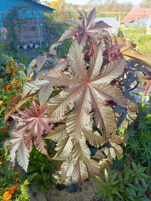 Фотография покупателя товара Семена Клещевина «Горячее сердце», однолетник, 2 г, «АЭЛИТА» - Фото 1