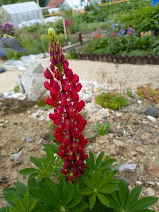 Фотография покупателя товара Семена цветов Люпин "Красный замок", ц/п,  0,3 г - Фото 1