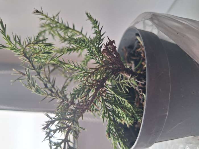 Фотография покупателя товара Саженец Можжевельник средний «Голд Стар», Р9, 1 шт., h=3-20 см - Фото 3