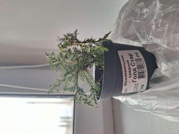 Фотография покупателя товара Саженец Можжевельник средний «Голд Стар», Р9, 1 шт., h=3-20 см - Фото 2