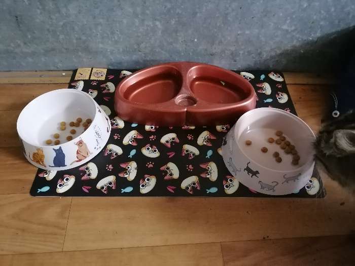 Фотография покупателя товара Коврик под миску «Голодные коты», 43х28 см