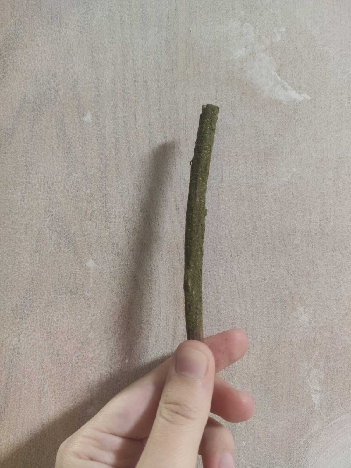 Фотография покупателя товара Набор игрушек для кошек «Мататаби и Мята», 12 см, 6 шт. - Фото 1