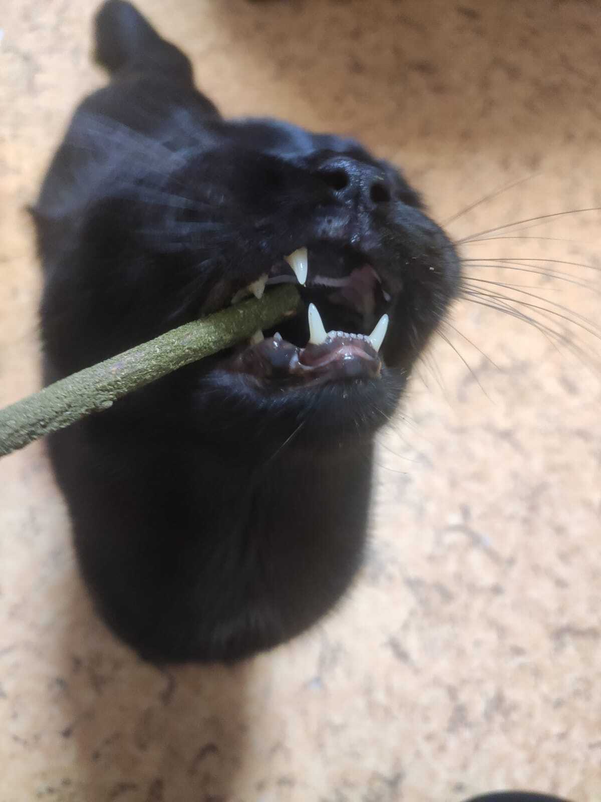 Фотография покупателя товара Набор игрушек для кошек «Мататаби и Мята», 12 см, 6 шт. - Фото 2