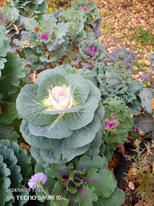 Фотография покупателя товара Семена цветов Капуста декоративная "Крейн биколор F1", смесь окрасок, О, 7 шт - Фото 1