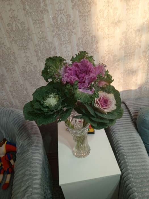 Фотография покупателя товара Семена цветов Капуста декоративная "Принцесса", смесь окрасок, О, 0,1 г - Фото 4