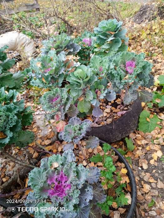 Фотография покупателя товара Семена цветов Капуста декоративная "Принцесса", смесь окрасок, О, 0,1 г - Фото 5