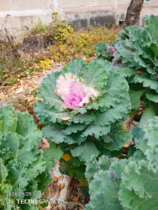 Фотография покупателя товара Семена цветов Капуста декоративная "Принцесса", смесь окрасок, О, 0,1 г - Фото 3