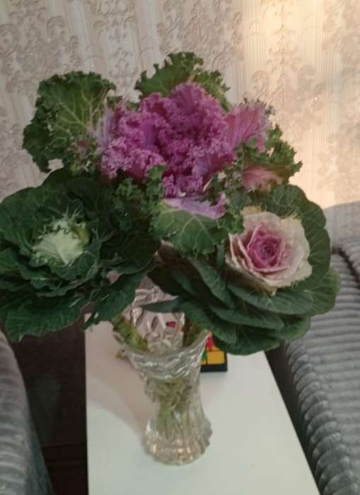 Фотография покупателя товара Семена цветов Капуста декоративная Нагоя, О, 10 шт - Фото 4