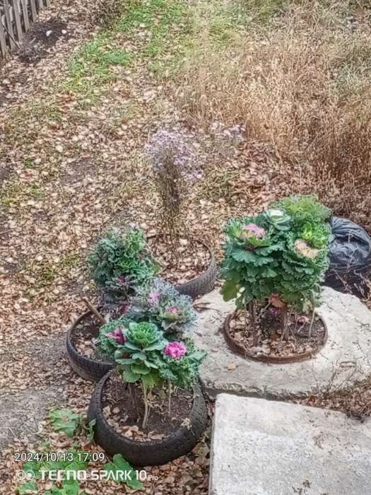 Фотография покупателя товара Семена цветов Капуста декоративная Нагоя, О, 10 шт - Фото 1