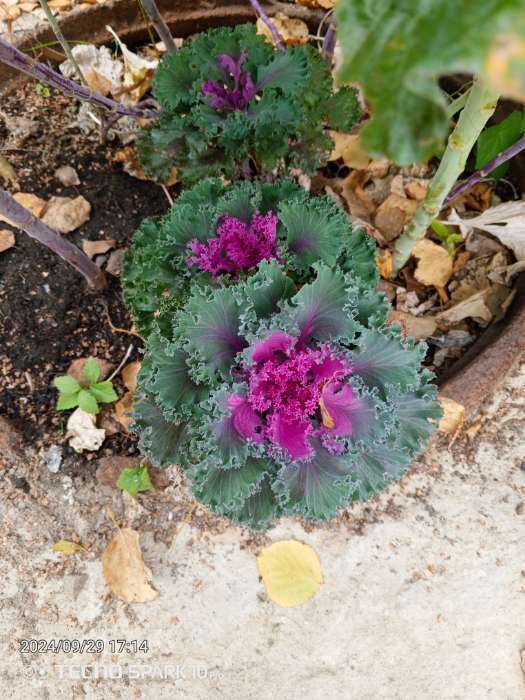Фотография покупателя товара Семена цветов Капуста Декоративная, смесь, 40 шт - Фото 1