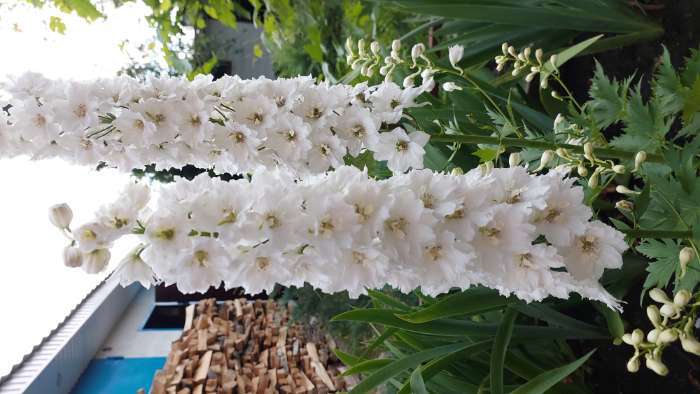 Фотография покупателя товара Семена цветов Дельфиниум "Экскалибур Пюр Вайт", 10 шт. - Фото 2