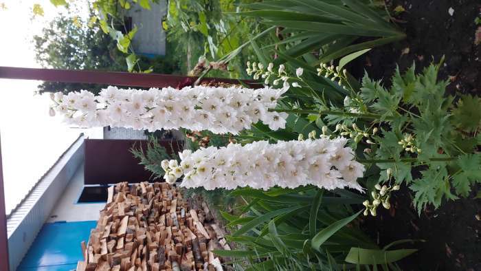 Фотография покупателя товара Семена цветов Дельфиниум "Экскалибур Пюр Вайт", 10 шт. - Фото 1