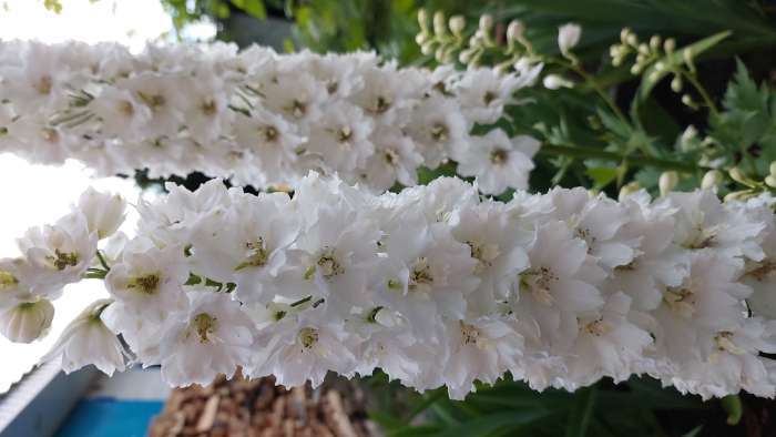 Фотография покупателя товара Семена цветов Дельфиниум "Экскалибур Пюр Вайт", 10 шт. - Фото 3