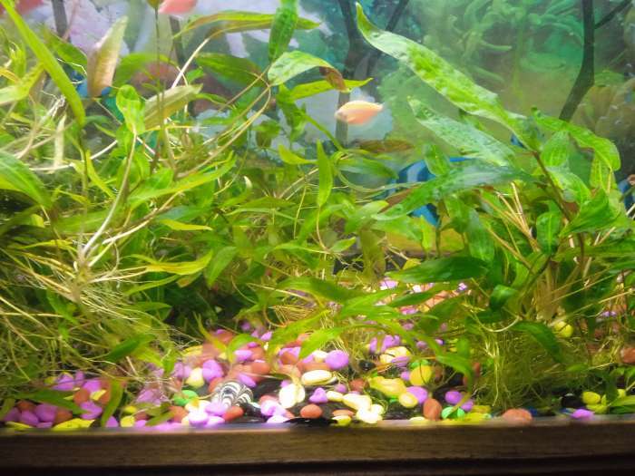 Фотография покупателя товара Грунт для аквариума DECOR DE «Галька цветная», фр. 8-12 мм, красная, 800 г - Фото 9