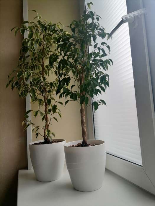 Фотография покупателя товара Кашпо для цветов «Грация», 2 л, d=15 см, h=14.5 см, пластиковое, со вставкой, белое - Фото 2