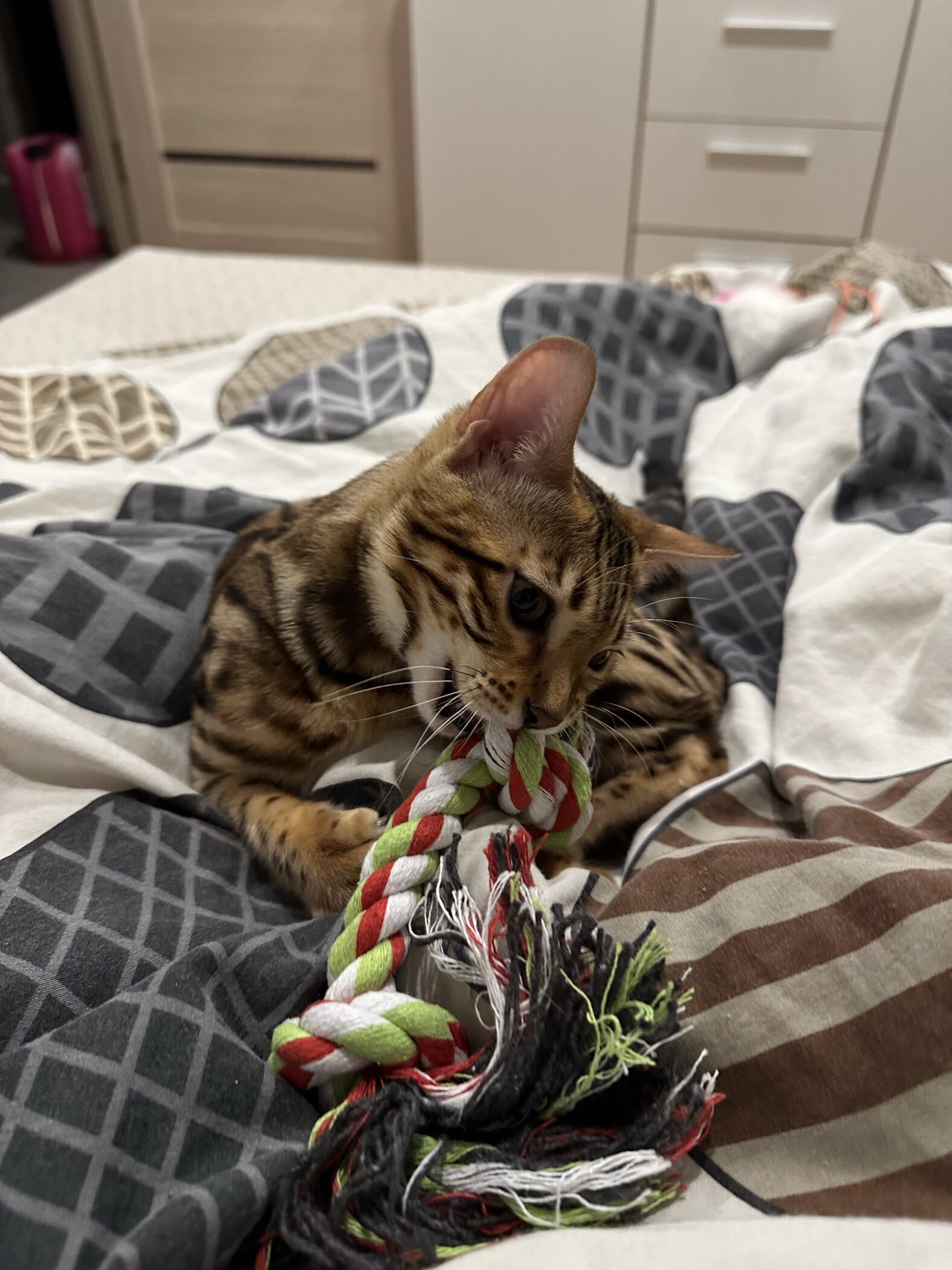 Фотография покупателя товара Игрушка канатная «2 узла» средняя, до 50 г, до 24 см, микс цветов - Фото 2