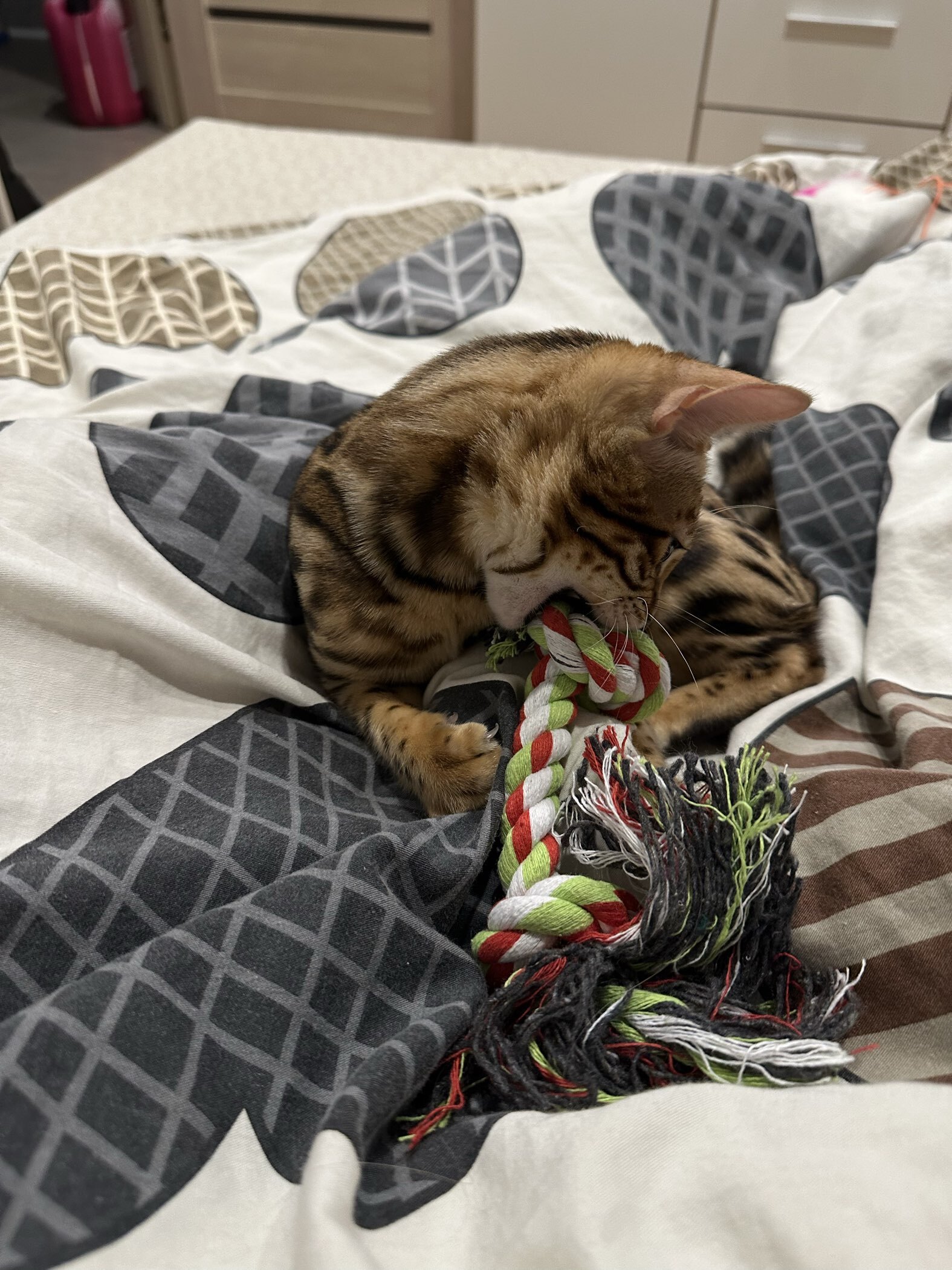 Фотография покупателя товара Игрушка канатная «2 узла» средняя, до 50 г, до 24 см, микс цветов - Фото 1