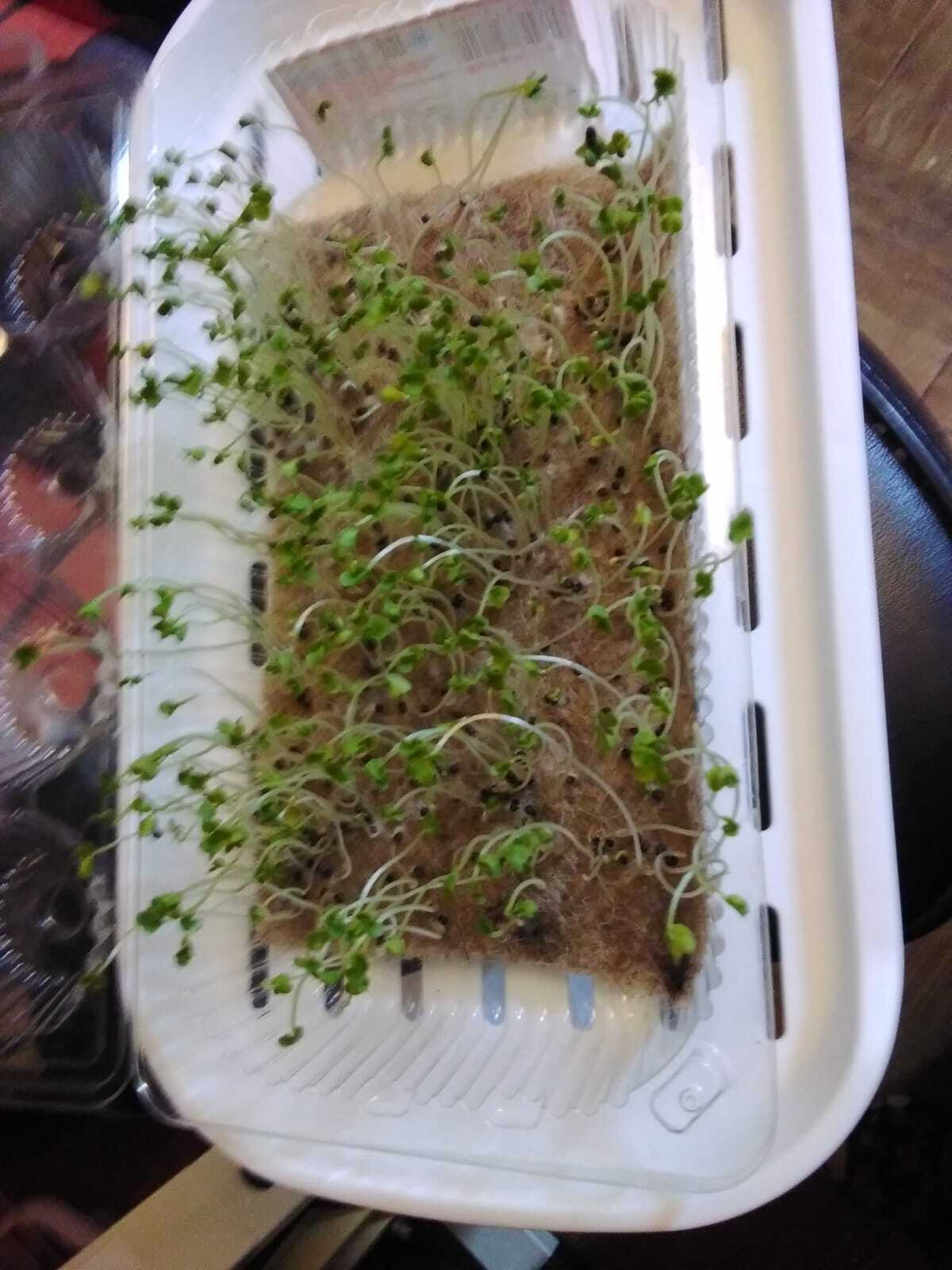 Фотография покупателя товара Семена Микрозелень «Брюква», микс, 5 г, «Поиск» - Фото 1