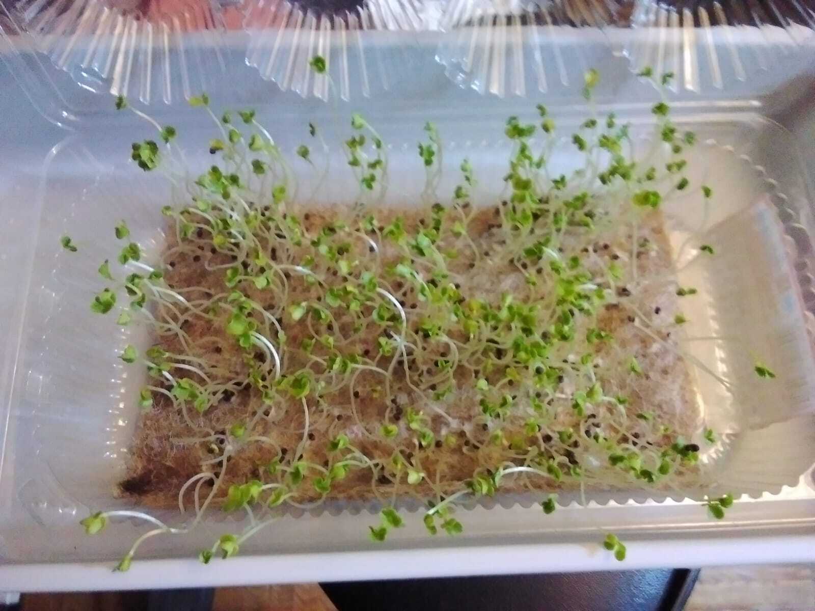 Фотография покупателя товара Семена Микрозелень «Брюква», микс, 5 г, «Поиск» - Фото 2